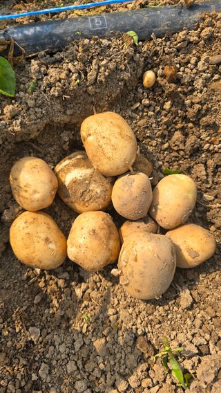 하재은님의 감자 · 영농일지 작성글 사진