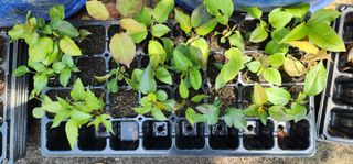 고동옥님의 기타작물 · 영농일지 작성글 사진