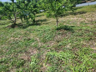 박병한님의 복숭아 · 영농일지 작성글 사진