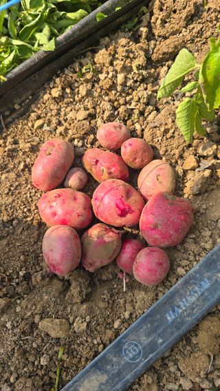 하재은님의 감자 · 영농일지 작성글 사진