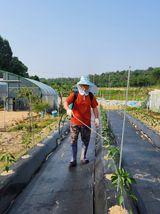 팜모닝 고추·영농일지 게시글 이미지