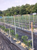 팜모닝 기타작물·영농일지 게시글 이미지