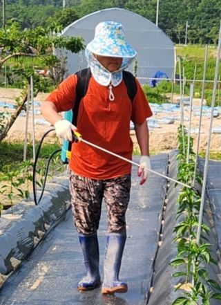 김용민님의 고추 · 영농일지 작성글 사진