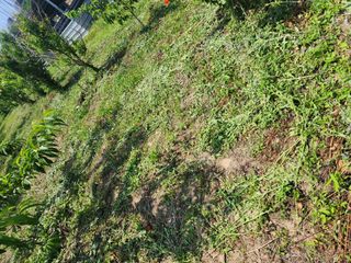 박병한님의 복숭아 · 영농일지 작성글 사진