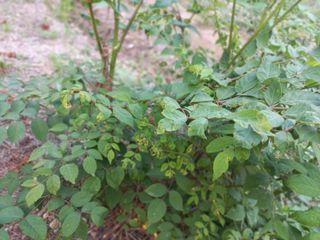 박동준님의 두릅 · 영농일지 작성글 사진