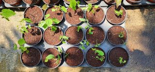 고동옥님의 기타작물 · 영농일지 작성글 사진