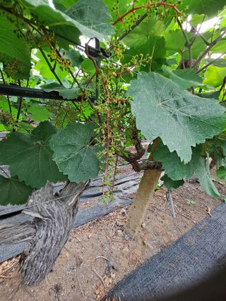 은화주농원맥반석포도님의 포도 · 영농일지 작성글 사진