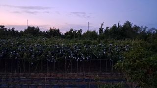 장원팜님의 배 · 영농일지 작성글 사진