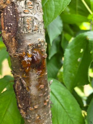 이선희님의 기타작물 · 영농일지 작성글 사진