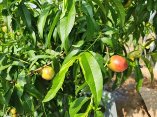 꿀복이농장님의 복숭아 · 영농일지 작성글 사진