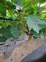 팜모닝 포도·영농일지 게시글 이미지