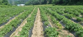 박사원농장님의 기타작물 · 영농일지 작성글 사진