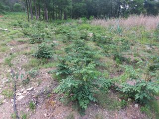 박동준님의 두릅 · 영농일지 작성글 사진