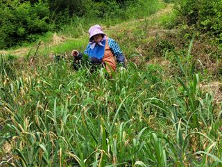 네오비노님의 기타작물 · 영농일지 작성글 사진