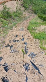 팜모닝 기타작물·영농일지 게시글 이미지