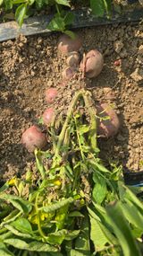 팜모닝 감자·영농일지 게시글 이미지