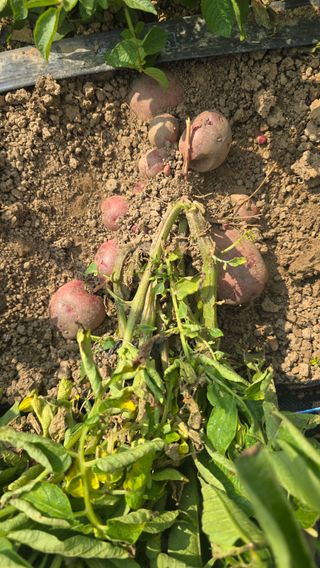 하재은님의 감자 · 영농일지 작성글 사진