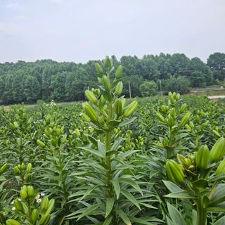 이주환님의 기타작물 · 영농일지 작성글 사진