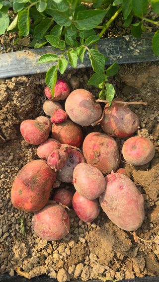 하재은님의 감자 · 영농일지 작성글 사진