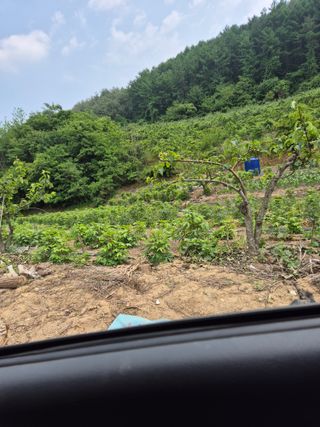 병풍취산채농원님의 기타작물 · 영농일지 작성글 사진