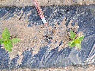 이인성님의 기타작물 · 영농일지 작성글 사진