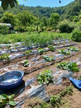 팜모닝 기타작물·영농일지 게시글 이미지