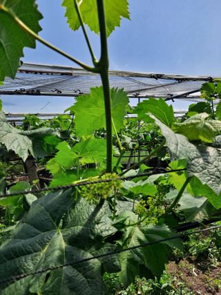 은화주농원맥반석포도님의 포도 · 영농일지 작성글 사진