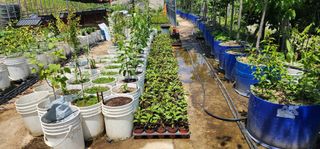 고동옥님의 기타작물 · 영농일지 작성글 사진