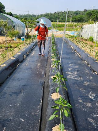 김용민님의 고추 · 영농일지 작성글 사진