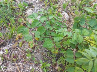 박동준님의 두릅 · 영농일지 작성글 사진