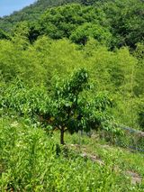 팜모닝 복숭아·영농일지 게시글 이미지