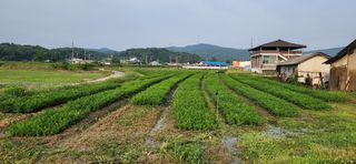 조성현님의 기타작물 · 영농일지 작성글 사진