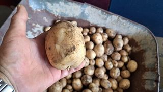 가야산도사님의 감자 · 영농일지 작성글 사진