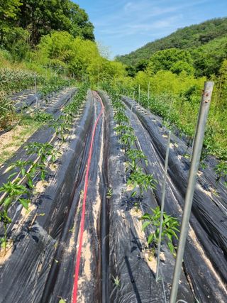라온베리님의 고추 · 영농일지 작성글 사진