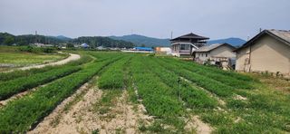 조성현님의 기타작물 · 영농일지 작성글 사진