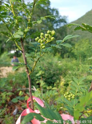 유병욱님의 기타작물 · 영농일지 작성글 사진
