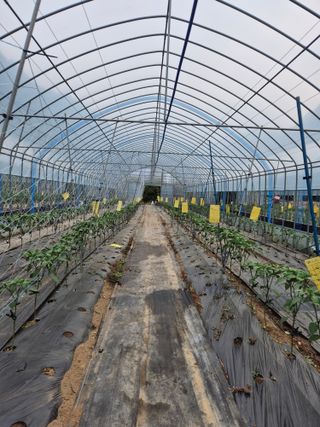 왕자농원님의 고추 · 영농일지 작성글 사진