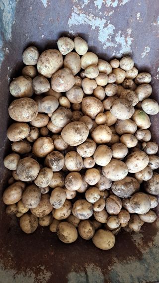 가야산도사님의 감자 · 영농일지 작성글 사진