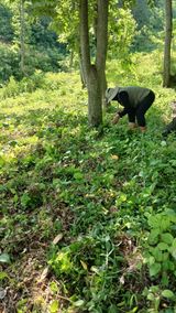 팜모닝 기타작물·영농일지 게시글 이미지