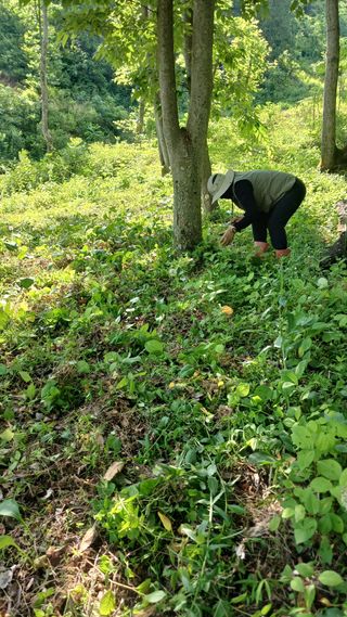 박준권님의 기타작물 · 영농일지 작성글 사진