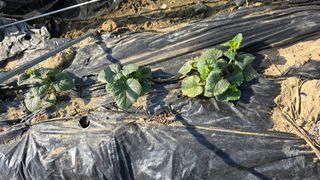 박해용(세건농장)님의 호박 · 영농일지 작성글 사진