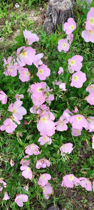 작은별님의 기타작물 · 영농일지 작성글 사진