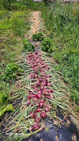 홍순철님의 양파 · 영농일지 작성글 사진