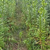 팜모닝 기타작물·영농일지 게시글 이미지