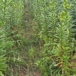 이주환님의 기타작물 · 영농일지 작성글 사진