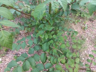 박동준님의 두릅 · 영농일지 작성글 사진