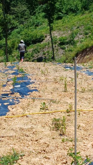 박준권님의 기타작물 · 영농일지 작성글 사진