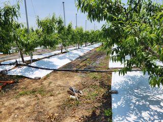 꿀복이농장님의 복숭아 · 영농일지 작성글 사진