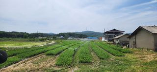 조성현님의 기타작물 · 영농일지 작성글 사진