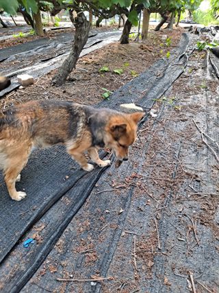 은화주농원맥반석포도님의 포도 · 영농일지 작성글 사진
